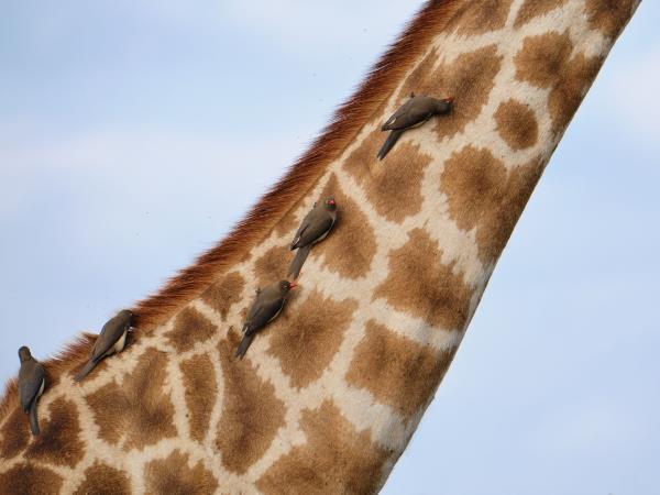 South Africa wildlife photography safari