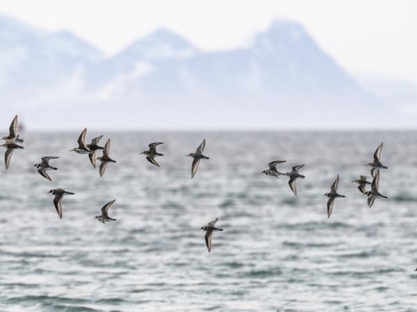 Whale and bird watching vacation, Norway