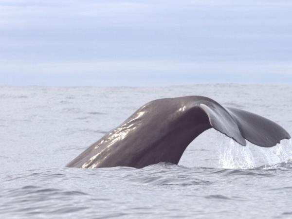 Whale and bird watching vacation, Norway