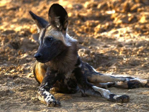 Remote Zambia safari, tailor made