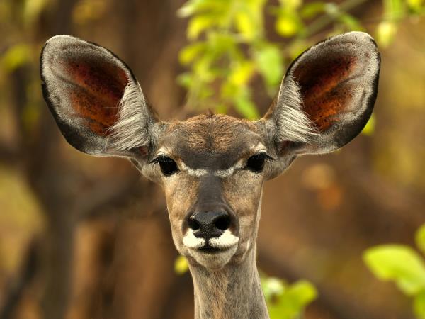Remote Zambia safari, tailor made