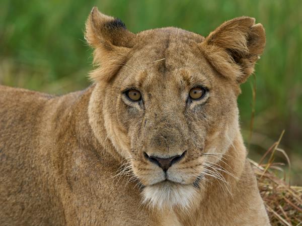 Remote Zambia safari, tailor made
