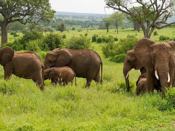 Tanzania 6 day safari