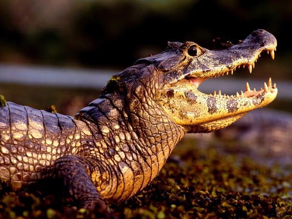 Brazil wildlife and walking vacation