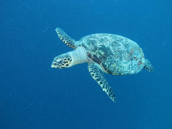 Maldives snorkelling cruise