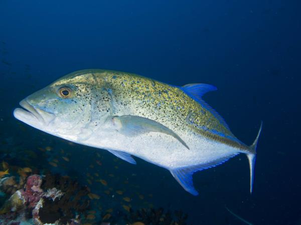 Maldives snorkelling cruise