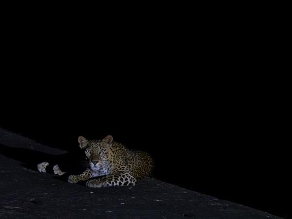 Small cats of India wildlife tour