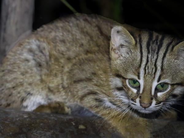Small cats of India wildlife tour