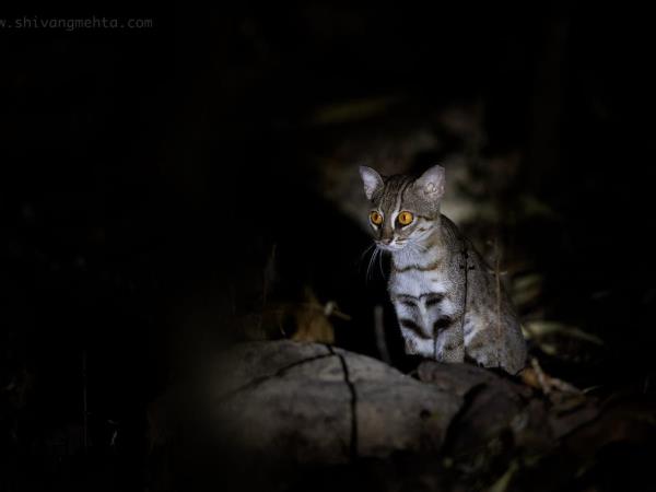 Small cats of India wildlife tour