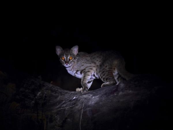 Small cats of India wildlife tour