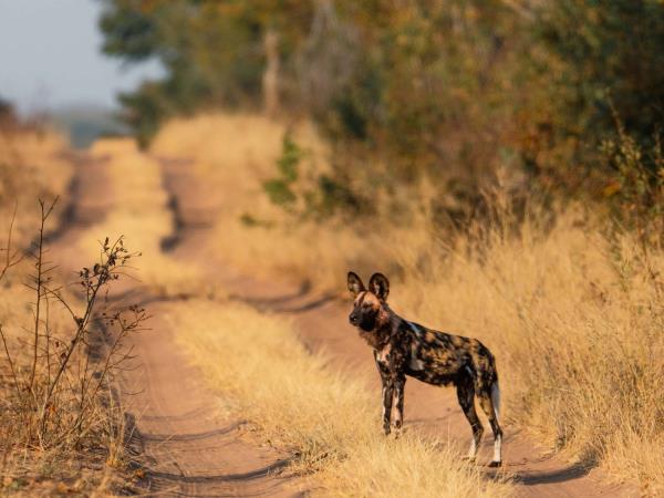 Zimbabwe safari tour, tailor made