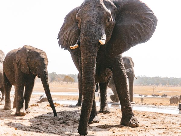 Game count safari at Hwange National Park, Zimbabwe