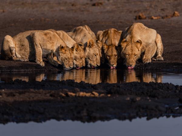 Game count safari at Hwange National Park, Zimbabwe