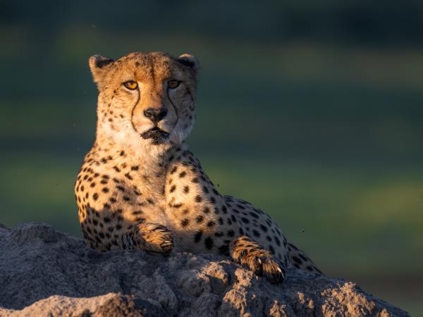 Game count safari at Hwange National Park, Zimbabwe