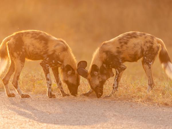 Game count safari at Hwange National Park, Zimbabwe