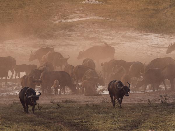 Game count safari at Hwange National Park, Zimbabwe