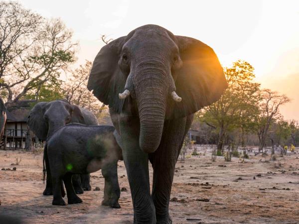 Game count safari at Hwange National Park, Zimbabwe