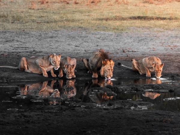 Game count safari at Hwange National Park, Zimbabwe