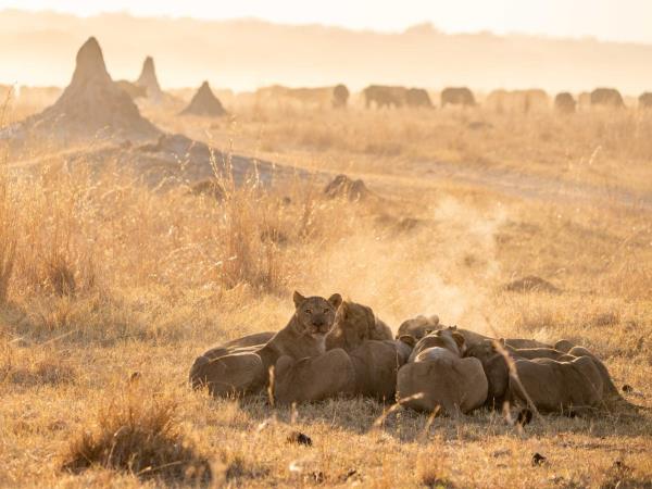 Game count safari at Hwange National Park, Zimbabwe