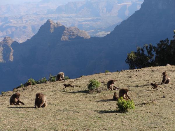 Ethiopia holidays, tailor made