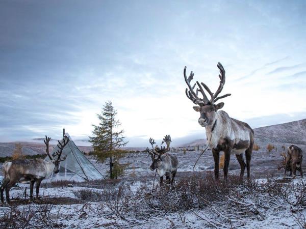 Mongolia tour, winter landscapes and Khovsgol ice festival