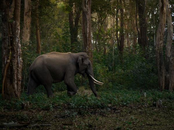 Kerala cultural holiday, tailor made