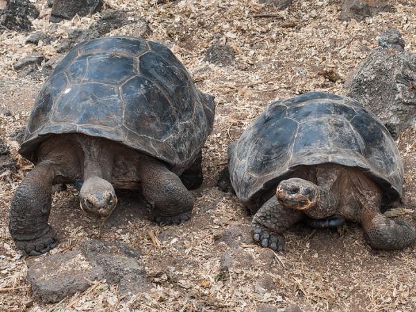 Galapagos wildlife vacation, land based