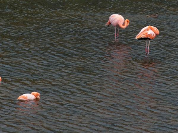 Galapagos wildlife vacation, land based