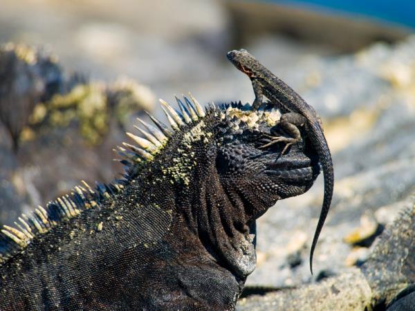 Galapagos wildlife vacation, land based