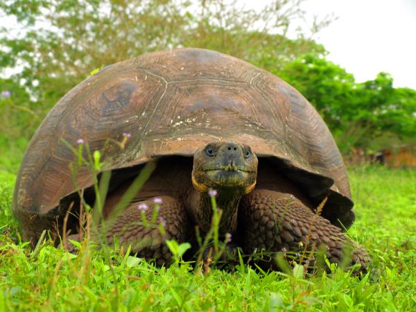 Galapagos wildlife vacation, land based
