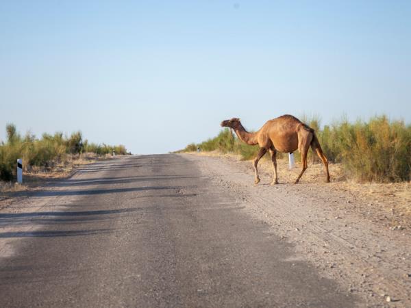 Uzbekistan highlights tour including Aral Sea