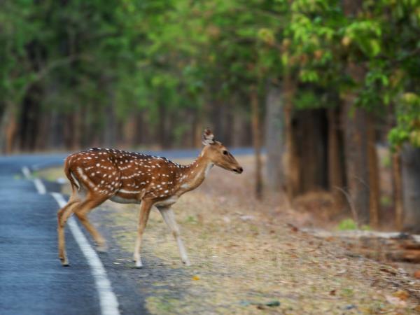 Central India Buddhist heritage tour 