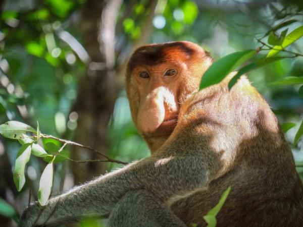Sarawak, Brunei and Sabah tour