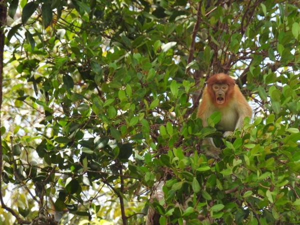 Sarawak, Brunei and Sabah tour