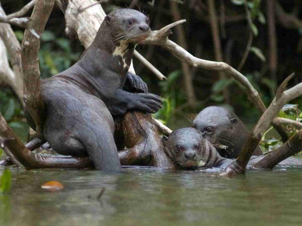 Amazon Rainforest luxury wildlife lodge, Ecuador