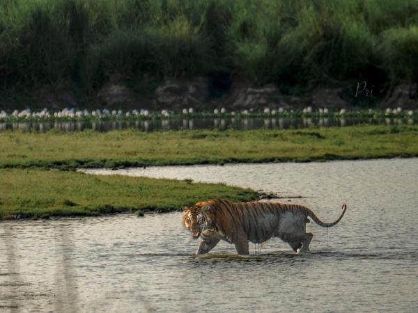 Brahmaputra river cruise in India