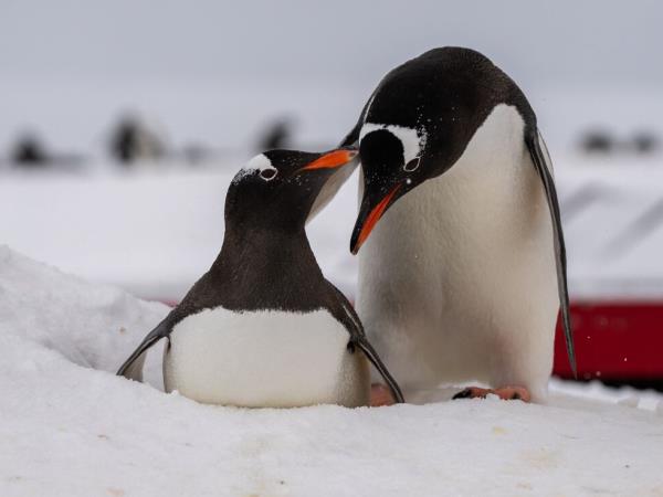 Whale watching and wildlife cruise in Antarctica