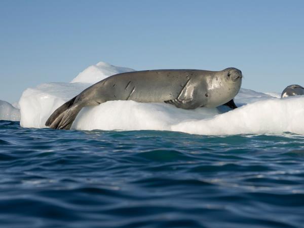 Whale watching and wildlife cruise in Antarctica
