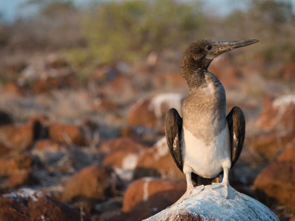 Galapagos 4 day island hopping tour