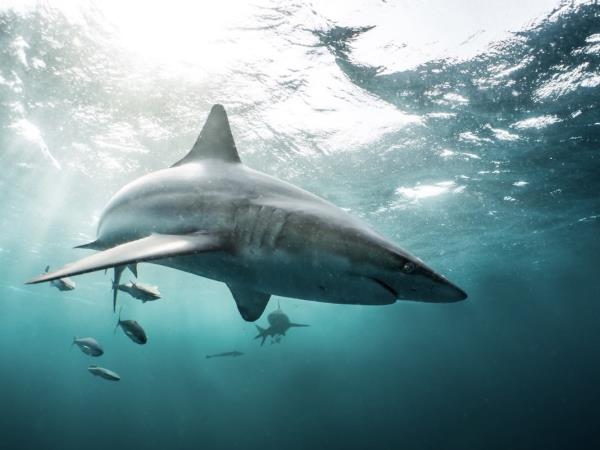 Underwater photography holiday in South Africa