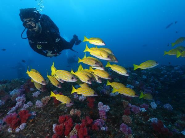 Underwater photography holiday in South Africa