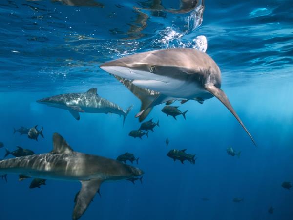 Underwater photography holiday in South Africa