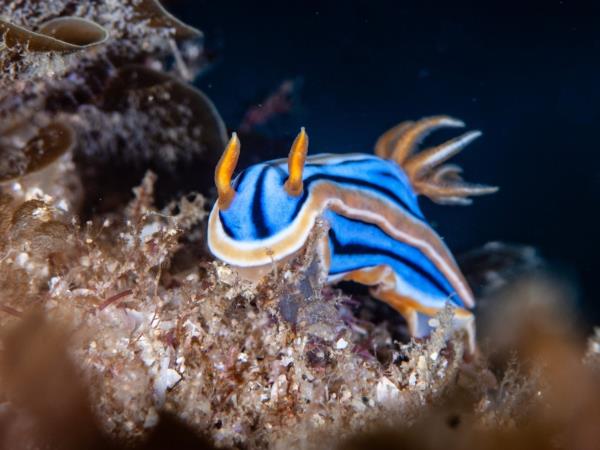 Underwater photography holiday in South Africa