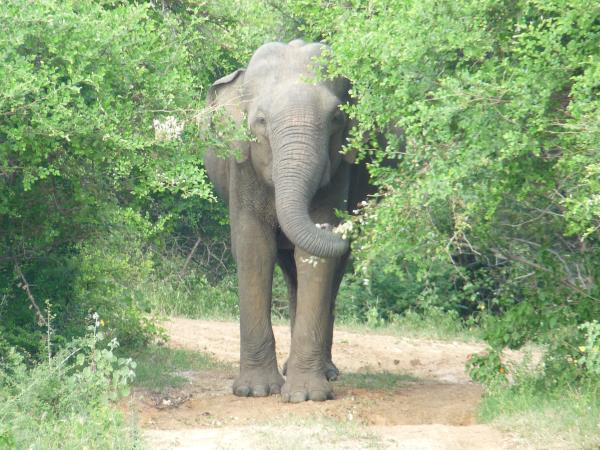 Sri Lanka 14 day small group tour