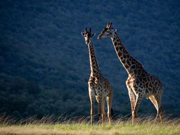 Kenya's big five safari and beach honeymoon