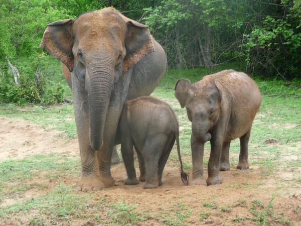 Sri Lanka small group local tour