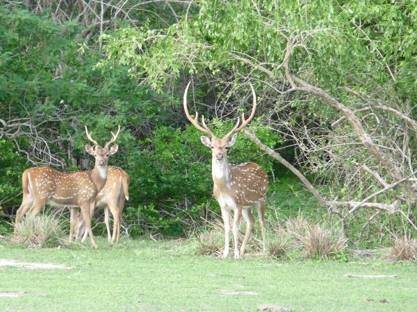 Sri Lanka small group local tour