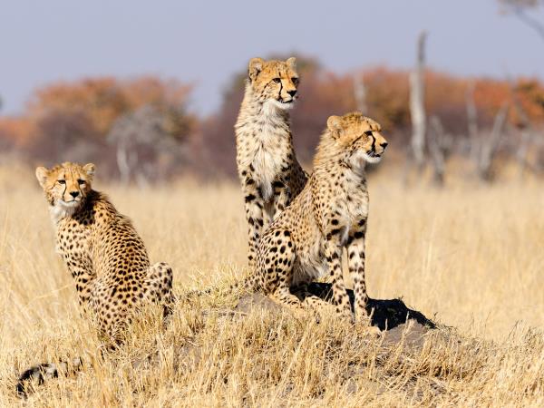 Zimbabwe and Botswana Wildlife Safari