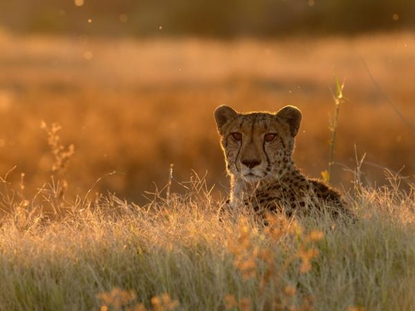 Zimbabwe and Botswana Wildlife Safari