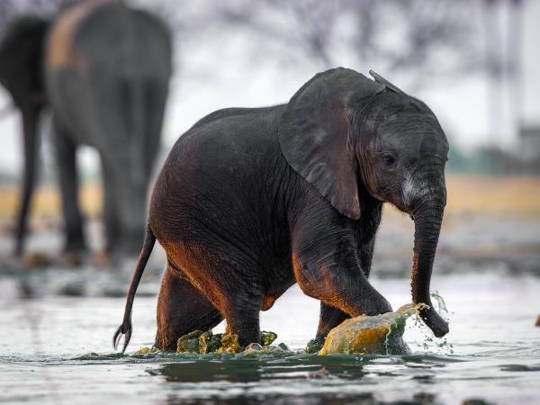 Zimbabwe and Botswana Wildlife Safari